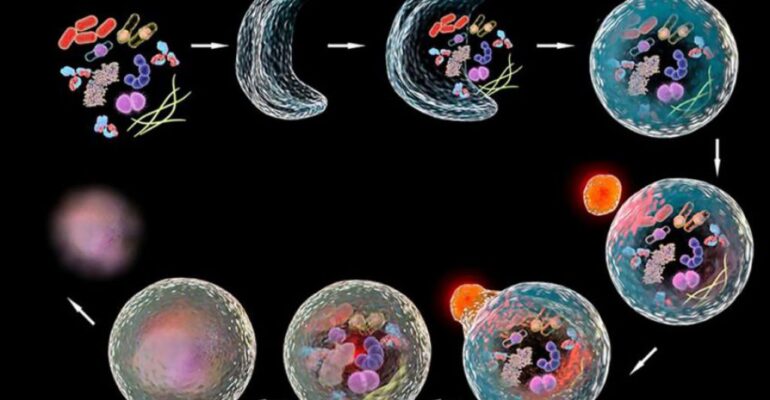 Autofagia-ce-este-si-cum-sa-incepi-reinnoirea-corpului-prin-infometare-1-1024x683